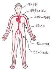 (参考)止血点